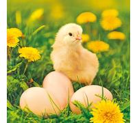 Maki 3-Ply Tissue Easter Paper Napkins Decorative Serviettes for Decoupage 33cm x 33cm - 1/4 Folded (Pack of 20) (Chicken with Eggs on Dandelions Meadow)
