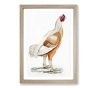 Malabar Cock by John Edward Gray Framed Print | A2 Oak Framed Wall Art | Ready to Hang | Modern Nature Picture | Living Room Bedroom Lounge Office