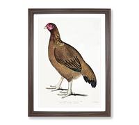 Malabar Hen By John Edward Gray Vintage Framed Print | A4 Walnut Framed Wall Art | Ready to Hang | Classic Nature Picture | Living Room Bedroom Lounge Office