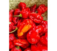 Maldivian Heart X Purple Bhut Chilli Seeds - 10 Fresh Seeds