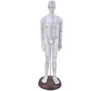 Male Acupuncture Point Model with Chinese Dots Female Acupuncture Point with Chinese Dot for Learning Teaching Students and Beginners