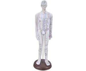 Male Acupuncture Point Model with Chinese Dots Female Acupuncture Point with Chinese Dot for Learning Teaching Students and Beginners