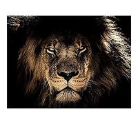 Male African Lion Face Cat Canvas Wall Art Print