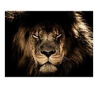 Male African Lion Face Cat Large Art Print Poster Wall Decor 18x24 inch