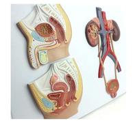 Male and Female Genitourinary System Anatomy Model, Human Urinary System Anatomical Model with Bladder Ureter Urethra and Kidney, for Medical Education