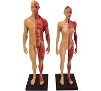 Male and Female Human Muscular Anatomy Model, 11.8''/30cm Muscle Structure Modelwith Base and Clear Muscle Texture Suitable for Medical Physiology Study Teaching Tool.