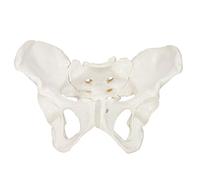 Male and Female Pelvis Models,Life Size Female Pelvic Skeleton Model, Anatomy Medical Model for Science Education, Study of The Anatomical Features (Female)
