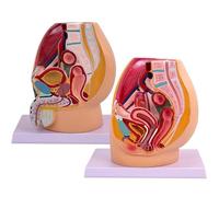 Male and Female Pelvis Sagittal Model,Genitourinary Uterus Model, Pelvis Reproductive Anatomy Model,Median Sagittal Section Model of The Genitourinary System for Medical & Teaching