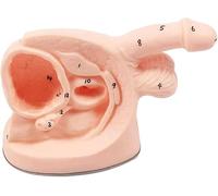 Male and Female Urinary Catheterization Training Model - Anatomical Teach Set for Internal and External Genital Anatomy(Male)