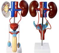 Male and Female Urinary System Anatomical Model 2 Male and Female Reproductive System Anatomy Human Kidney Model Removable Educational Model