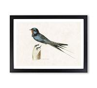 Male Barn Swallow by Von Wright Framed Print | A2 Black Framed Wall Art | Ready to Hang | Modern Nature Picture | Living Room Bedroom Lounge Office