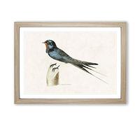 Male Barn Swallow by Von Wright Framed Print | A2 Oak Framed Wall Art | Ready to Hang | Modern Nature Picture | Living Room Bedroom Lounge Office