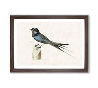 Male Barn Swallow by Von Wright Framed Print | A2 Walnut Framed Wall Art | Ready to Hang | Modern Nature Picture | Living Room Bedroom Lounge Office