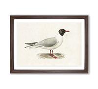 Male Black-Headed Gull by Von Wright Framed Print | A2 Walnut Framed Wall Art | Ready to Hang | Modern Animal Picture | Living Room Bedroom Lounge Office