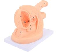Male Catheterization Manikin, PVC Manikin Teaching Manikin - Simplified Urinary Insertion Model with Male Internal and Genital Anatomy for Medical Training