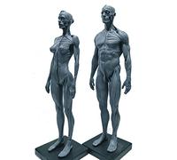 Male & Female Anatomy Figure - 11Inch Human Muscle Skeleton Anatomical Model - Human Anatomy Figure Drawing Model Human Anatomical Muscle Bone Model,A