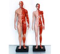 Male & Female Anatomy Figure - Human Anatomical Muscle Bone Model - 11Inch PU Material Human Musculoskeletal Anatomy Model for Medical Artist Drawing Study,A