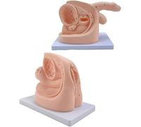 Male Female Catheterization Exercises Education Model,Male And Female Catheter Anatomy Teach Set,Catheterization Model Internal And External Genital Anatomy Model And Urinary Catheter Mold