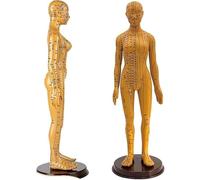 Male/Female Human Body Acupuncture Model, 52cm Acupuncture Model, Pressure Point and Meridians Model for Chinese Meridians Teaching, Acupuncture and Massage. (Female)