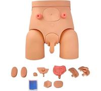 Male Female Interchangeable Catheterization Model, Nursing Practice Urinary Urethral Catheter Manikins, Pvc Teaching Model Simulator Kit With Urinary Catheter, For Nursing Schools & Medical Practice