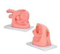 Male Female Urethral Catheterization Training Simulator Model - Simplified Urinary Insertion Model with Male Female Internal and External Genital Anatomy for Medical Training,Kits