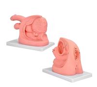 Male Female Urethral Catheterization Training Simulator Model - Simplified Urinary Insertion Model with Male Female Internal and External Genital Anatomy for Medical Training. (Sets)