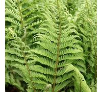 Male Fern Dryopteris Filix-Mas Hardy Outdoor Ferns Jungle Plant 2L Pot Plant Theory Green One Size