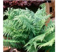 Male Fern Hardy Native Greenery 1L Pot 3 Pack