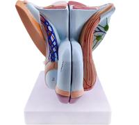 Male Genital Organ Model, Anatomy of Male Reproductive System Model, Detachable 4 Parts, Pelvic Muscles Model, for Medical Educational Training Aid