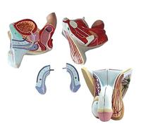 Male Genital Organ Model for Teaching Health Physics, PVC Anatomy | Anatomical Male Reproductive System Model for Educational Purposes, Ideal for Health Physics Teaching and Anatomy Studies