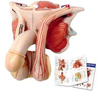 Male Genital Organ Model, Life Size 5-Parts, Median Section, Showing the Penis, Prostate, Bladder, Seminal Vesicle, Spermatic Cord, Testicle, and Rectum, Anatomy Of Male Reproductive System
