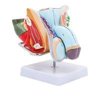 Male Genital Organ Model, Pelvic Muscles Model Male Genital System Anatomical Model, PVC Human Anatomy Model, Reproductive Organ Models for Educational Training