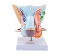 Male Genital Organ Model, Pelvic Muscles Model Male Genital System Anatomical Model, Reproductive Organ Models for Medical Educational Medical Demonstration