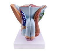 Male Genital Organ Model, Pelvic Muscles Model MMale Genital System Anatomical Model, PVC Human Anatomy Model, Reproductive Organ Models for Educational Training