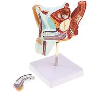 Male Genito Urinary Pathology Anatomical Model Male Reproductive System Human Urinary Organ Injury Teaching Tool for Me