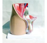 Male Genitourinary System - Human Organ Anatomy Model Andrology Pelvic Structure Model Prostate Anatomy Model Medical Teaching Model for Study Teaching,A