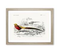 Male Golden Pheasant By Charles D' Orbigny Vintage Framed Print | A2 Oak Framed Wall Art | Ready to Hang | Classic Nature Picture | Living Room Bedroom Lounge Office