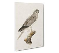 Male Hen Harrier by Von Wright Canvas Print | Gallery Wrapped 30mm Frame Wall Art | 30x20 inches | Ready to Hang | Modern Picture | Living Room Bedroom Lounge Office