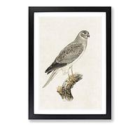 Male Hen Harrier by Von Wright Framed Print | A2 Black Framed Wall Art | Ready to Hang | Modern Nature Picture | Living Room Bedroom Lounge Office