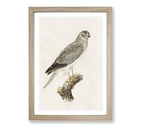 Male Hen Harrier by Von Wright Framed Print | A2 Oak Framed Wall Art | Ready to Hang | Modern Nature Picture | Living Room Bedroom Lounge Office
