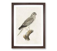 Male Hen Harrier by Von Wright Framed Print | A2 Walnut Framed Wall Art | Ready to Hang | Modern Nature Picture | Living Room Bedroom Lounge Office