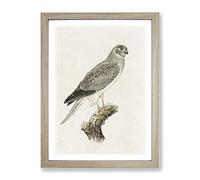 Male Hen Harrier By Von Wright Vintage Framed Print | A2 Oak Framed Wall Art | Ready to Hang | Classic Nature Picture | Living Room Bedroom Lounge Office