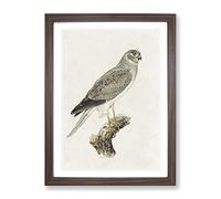 Male Hen Harrier By Von Wright Vintage Framed Print | A2 Walnut Framed Wall Art | Ready to Hang | Classic Nature Picture | Living Room Bedroom Lounge Office