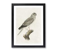 Male Hen Harrier By Von Wright Vintage Framed Print | A3 Black Framed Wall Art | Ready to Hang | Classic Nature Picture | Living Room Bedroom Lounge Office