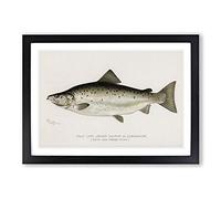 Male Land Locked Salmon by Sherman F. Denton Framed Print | A2 Black Framed Wall Art | Ready to Hang | Modern Animal Picture | Living Room Bedroom Lounge Office
