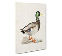 Male Mallard Duck by Von Wright Canvas Print | Gallery Wrapped 30mm Frame Wall Art | 30x20 inches | Ready to Hang | Modern Bird Picture | Living Room Bedroom Lounge Office