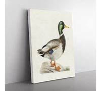 Male Mallard Duck By Von Wright Vintage Canvas Wall Art Print Ready to Hang, Framed Picture for Living Room Bedroom Home Office Décor, 50x35 cm (20x14 Inch)