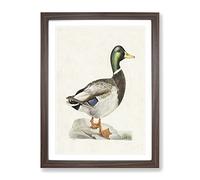 Male Mallard Duck By Von Wright Vintage Framed Wall Art Print A4 Walnut