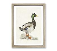 Male Mallard Duck By Von Wright Vintage Framed Wall Art Print, Ready to Hang Picture for Living Room Bedroom Home Office Décor, Oak A3 (34 x 46 cm)