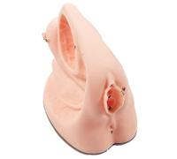 Male or Female Urinary Catheterization Model, Catheter Anatomy Teach Set, Internal and External Genital Anatomy Model and Urinary Catheter Mold (Female)
